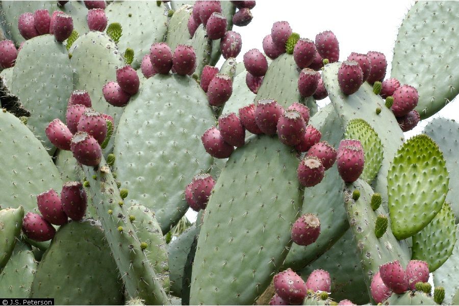 nopal-cactus-delightful-gardens